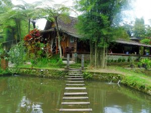 Rindangnya Joglo Etnik di Desa Wisata Kembangarum Sleman 1