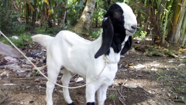 Kambing-Peranakan-Etawa