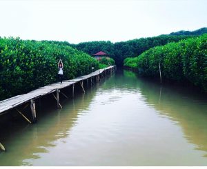 hutan mangrove congot