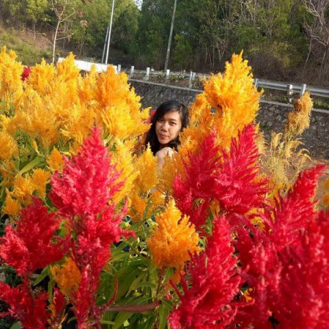 celosia gunungkidul