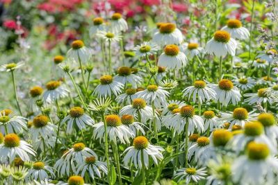 bunga echinacea