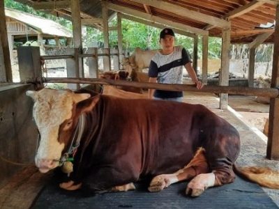 sapi dari bantul