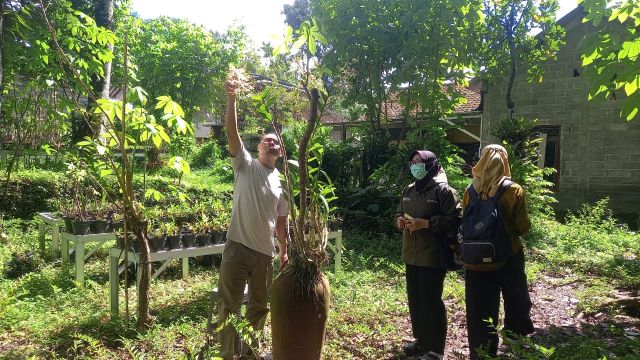 Balelawang Species Orchids